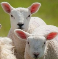 Lambs milk powder 10 kg Lambs milk powder 10 kg