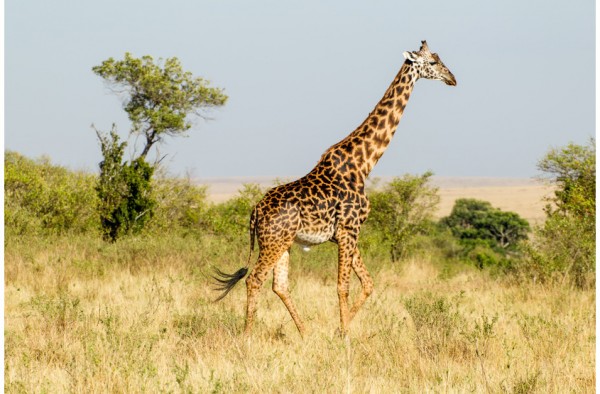 Giraffen, Okapi & Antilopen Premium Müsli 15 kg