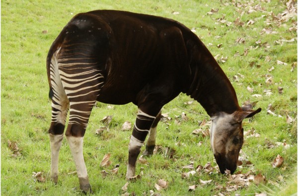 Giraffen, Okapi & Antilopen Strukturmüsli 15 kg