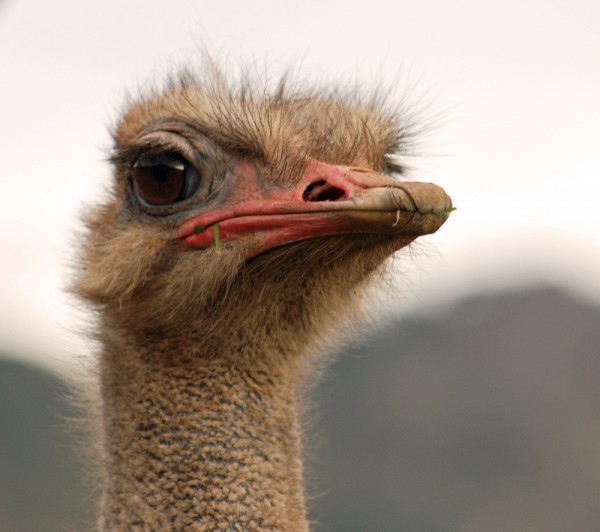 Deli Nature Gallix Austri Unterhaltungspellet, Laufvogelpellets - für Strauße, Emus, Nandus und Kasu