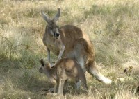 Kängurus Pellets 4mm 20 kg Kängurus Pellets 4mm 20 kg