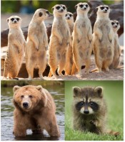 Omnivorous Pellets 20 kg Omnivorous Pellets 20 kg