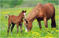 Pferde & Ponys Strukturmüsli 15 kg